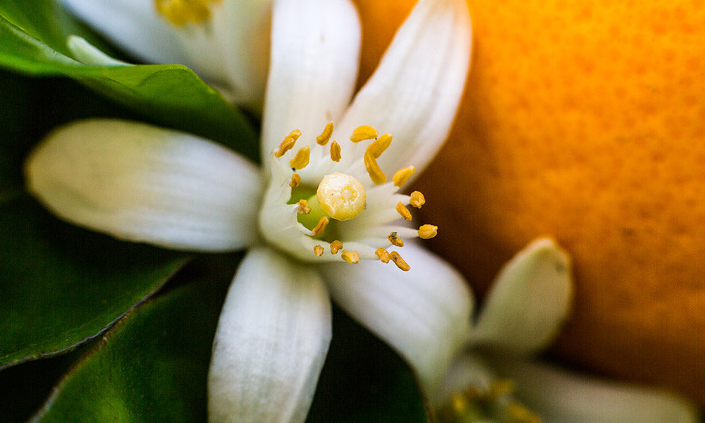 Why This Essential Oil Should Be in Your Routine